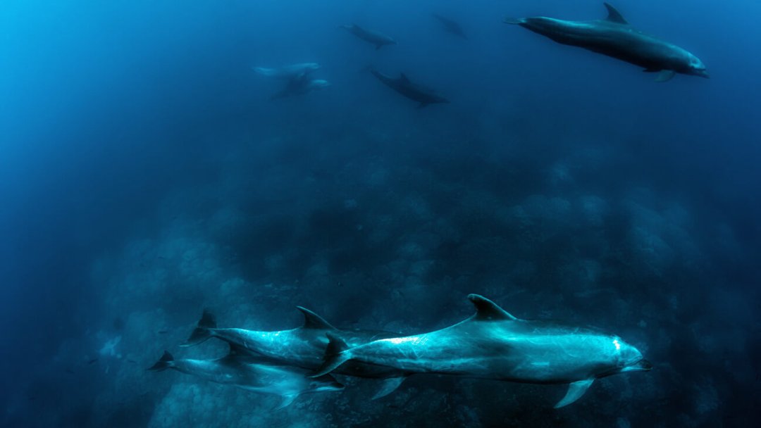 While not native to the Archipelago, three species of dolphin – bottlenose, spinner and common dolphins – pay frequent visits to the Islands and are the most commonly seen cetaceans in Galapagos! Discover more: tinyurl.com/DolphinsOfGala… 📷 ©️ Jonathan Green