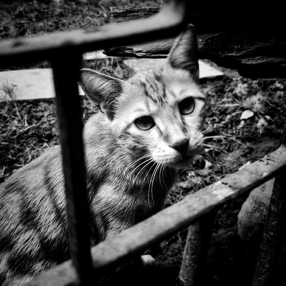 Kitty posing 😺
#cat #animal #catphotography #photography #photographer #mobilephotography #mobilephotographer