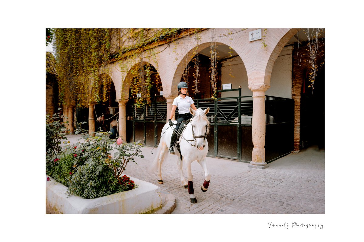 There is something special about Andalusian Horses.