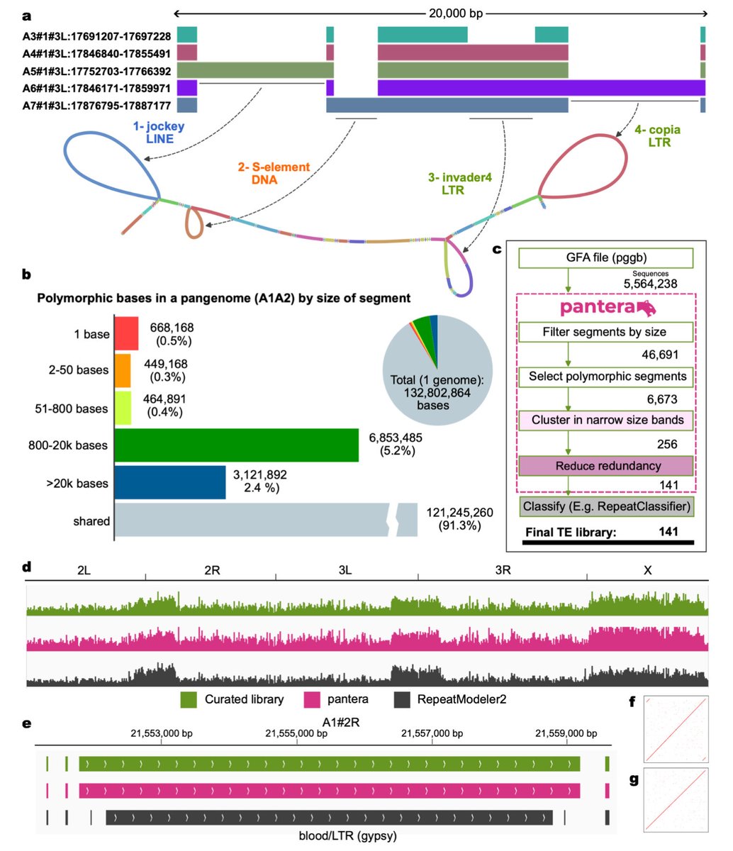 Pantera: Identification of transposable element families from pangenome polymorphisms biorxiv.org/content/10.110…