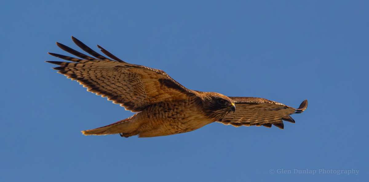 A few more Hawk shots I took yesterday on the bluff above Thousand Steps Beach in Santa Barbara.