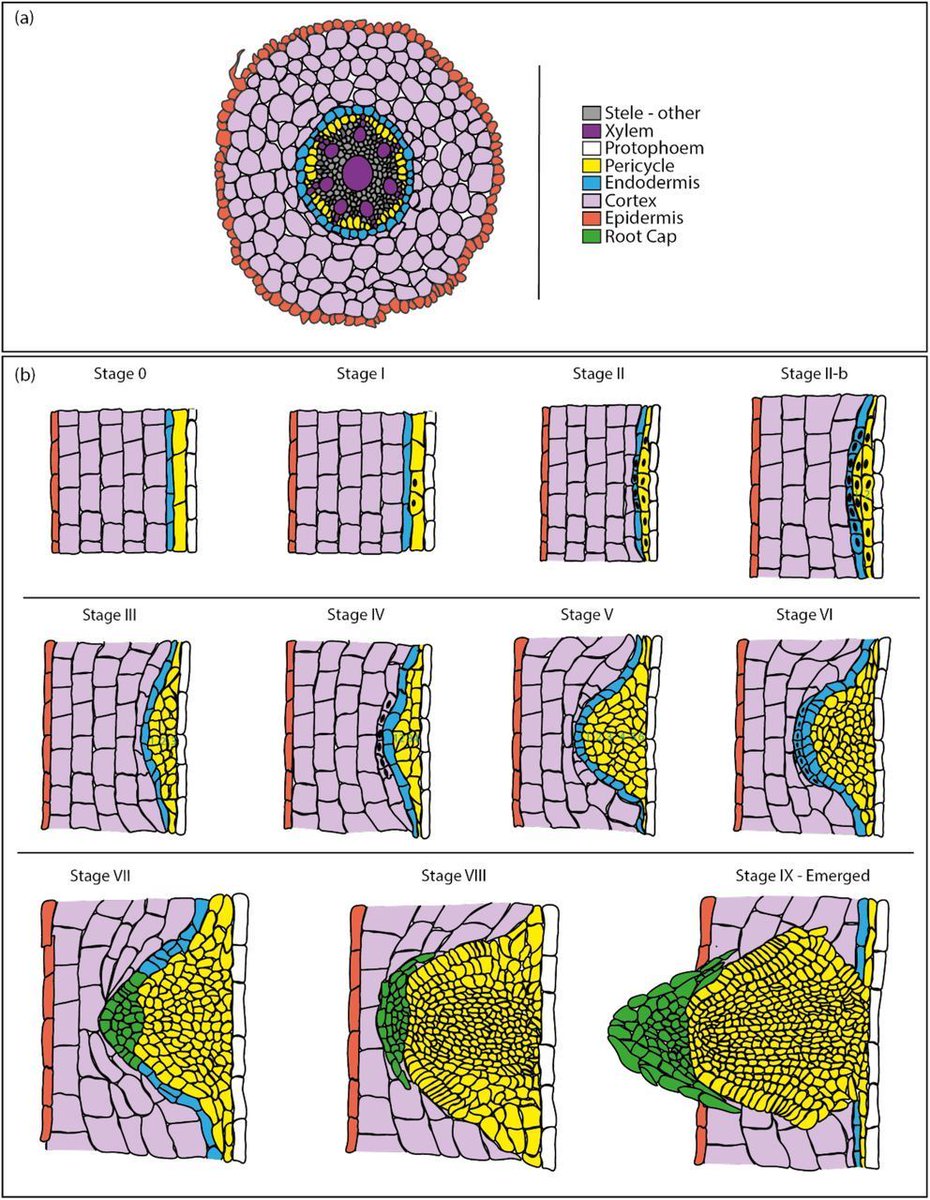 Very well-done and useful preprint - An atlas of Brachypodium distachyon lateral root development sco.lt/6yVi0u