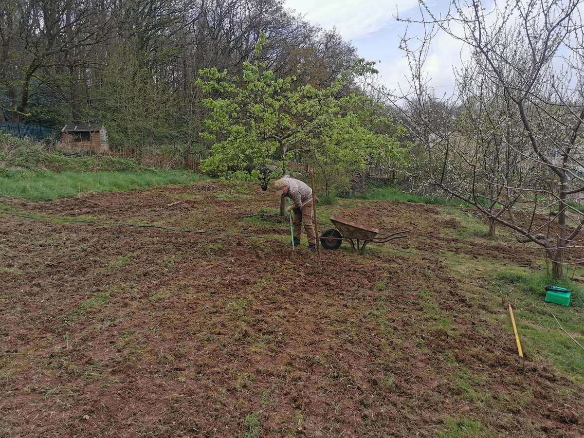 intrepidjanner's tweet image. Lots of mowing, raking and tilling the last two days, all to create more wildflower areas at Woodcroft Community Orchard. Hard work but hopefully worth it 🤞🌷🌷🐝🐝🐞🪲