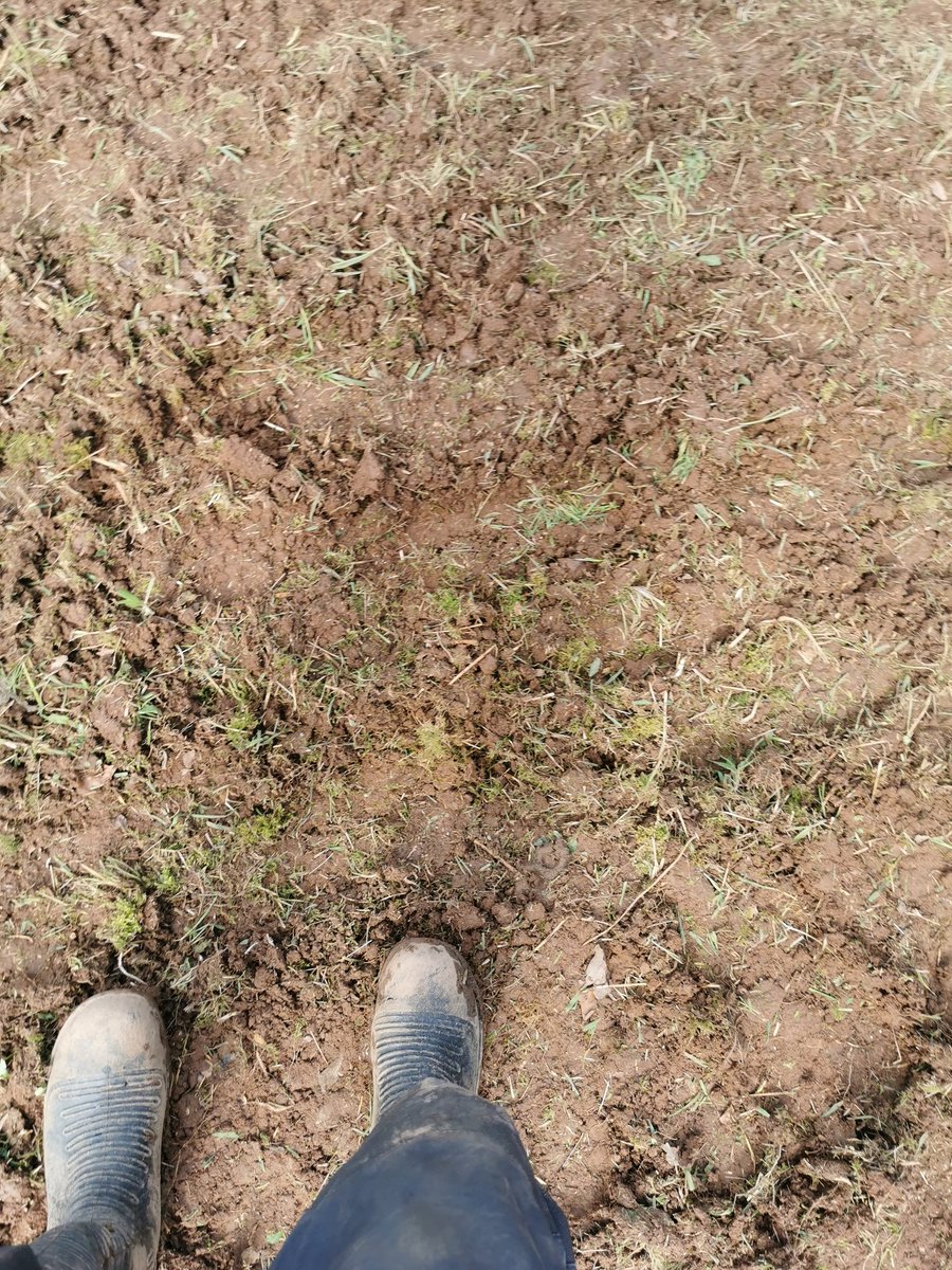 intrepidjanner's tweet image. Lots of mowing, raking and tilling the last two days, all to create more wildflower areas at Woodcroft Community Orchard. Hard work but hopefully worth it 🤞🌷🌷🐝🐝🐞🪲