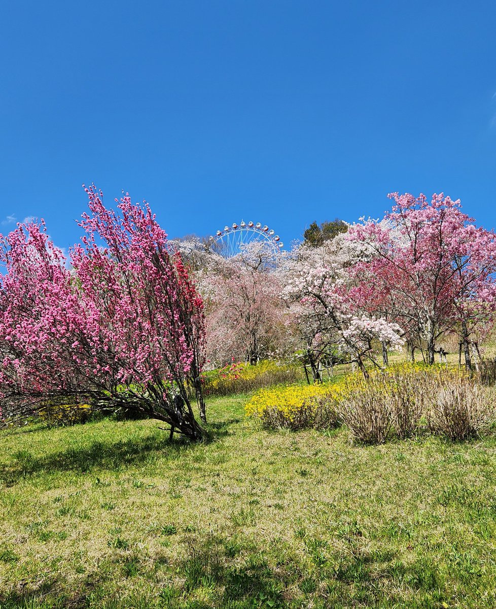 「昨日はさがみ湖プレジャーフォレストに行ってたよ!桜も満開でいろんな花も咲いてて、」|サコサコのイラスト