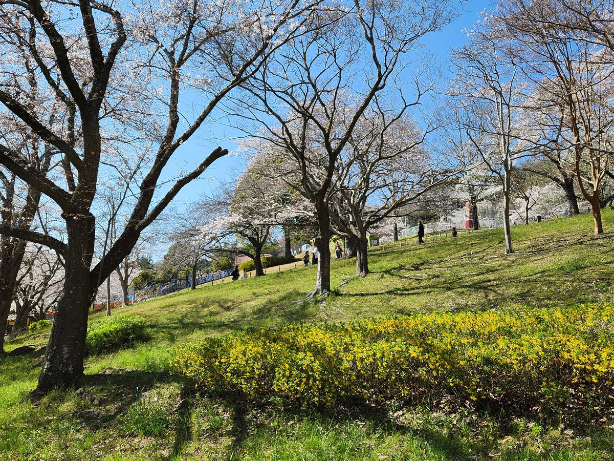 「昨日はさがみ湖プレジャーフォレストに行ってたよ!桜も満開でいろんな花も咲いてて、」|サコサコのイラスト