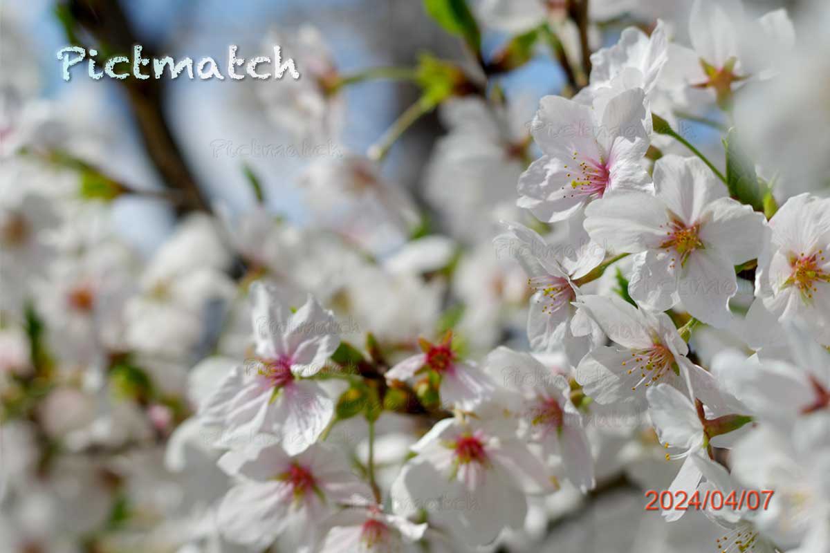 4月8日は
#出発の日 
新年度のスタート
「し(4)ゅっぱ(8)つ」
出発っ～!

ここ数年は
すっかり🌱葉桜だった

小中学校の㊗️入学式の
皆さん
今年は満開の桜🌸が
お出迎え✌️

明日は
また雨予報だよ😢
年に一度の🌸チャンス
なのに…
桜流しだ☔️😭

⬇️🌸晴れて☀️
暖かい日曜日でした
満開の桜は✨眩しい