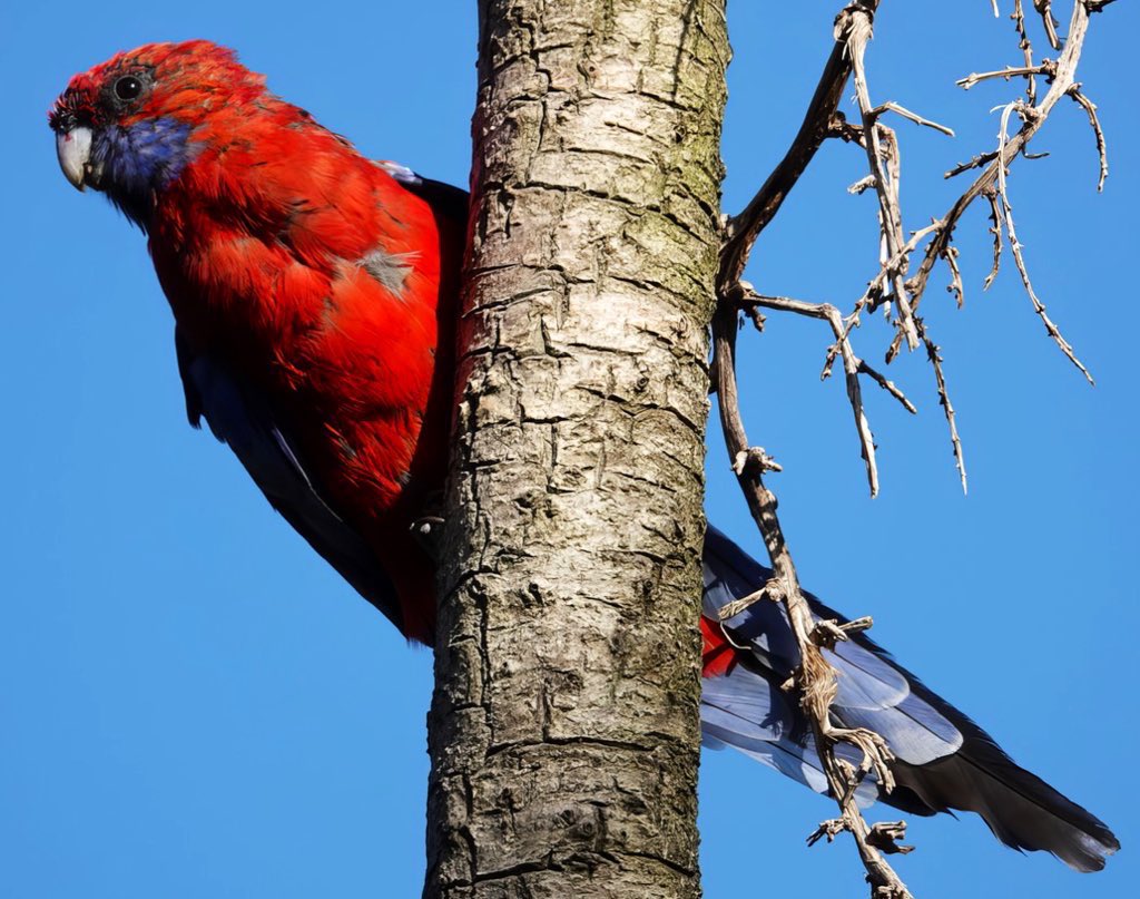 #FirstSeenAndHeard #FSAH Seen: Crimson Rosella. Heard: Eastern Rosella. South Gippsland, Australia @birdemergency #birdwatching #Birding #birdphotography #WildOz #bird #TwitterNatureCommunity #BirdsSeenIn2024 #SonyRX10iv