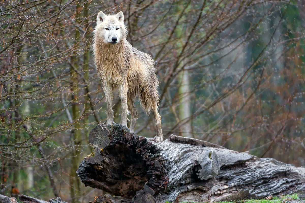 #wolffanlover #wolfwood #wolf