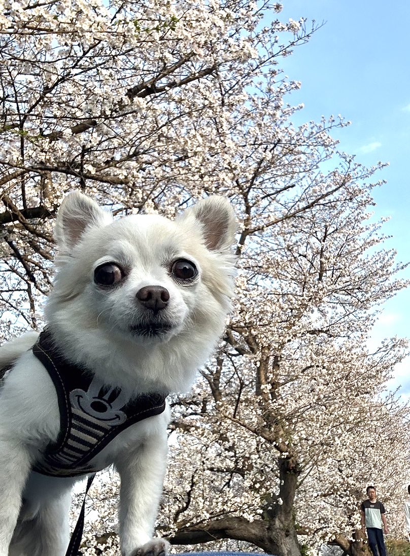 おはぎょうだ😃
4月8日(月) 行田市☁️☔️最高気温21℃
桜🌸満開の入学式ですね。それぞれ新しい環境で頑張るんだワン！
#チワワ　#犬　#ペット　#保護犬
〔今日のレオンくん↓〕