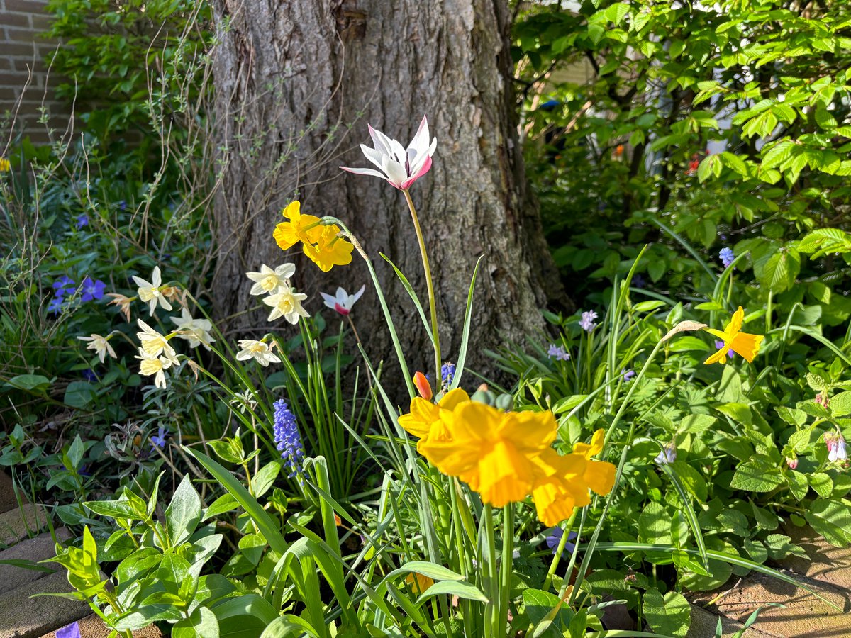 peter foolen tweet media