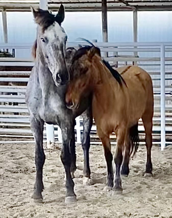 No New Donations for the 2 bonded BLM mustangs BETRAYED TOO MANY TIMES now waiting their fate We can pick them up in the morning $1993 needed The appy is skin & bones with the dun by her side Please #Help us get them out of the kill pen Please #RT #Share #Donate