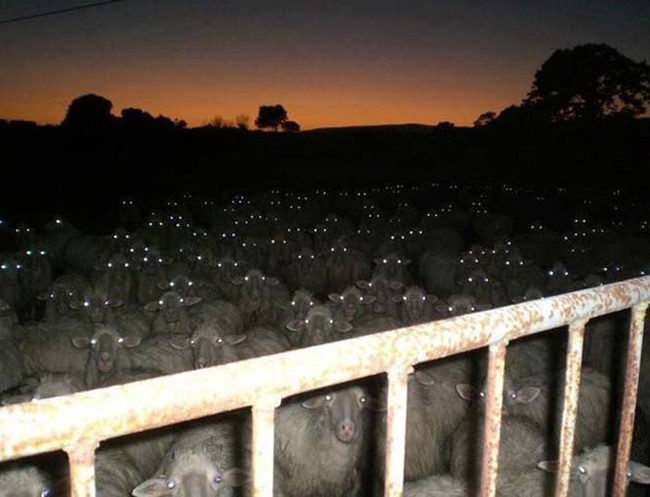 “Try counting sheep,” they said. “It’ll help you fall asleep,” they said.