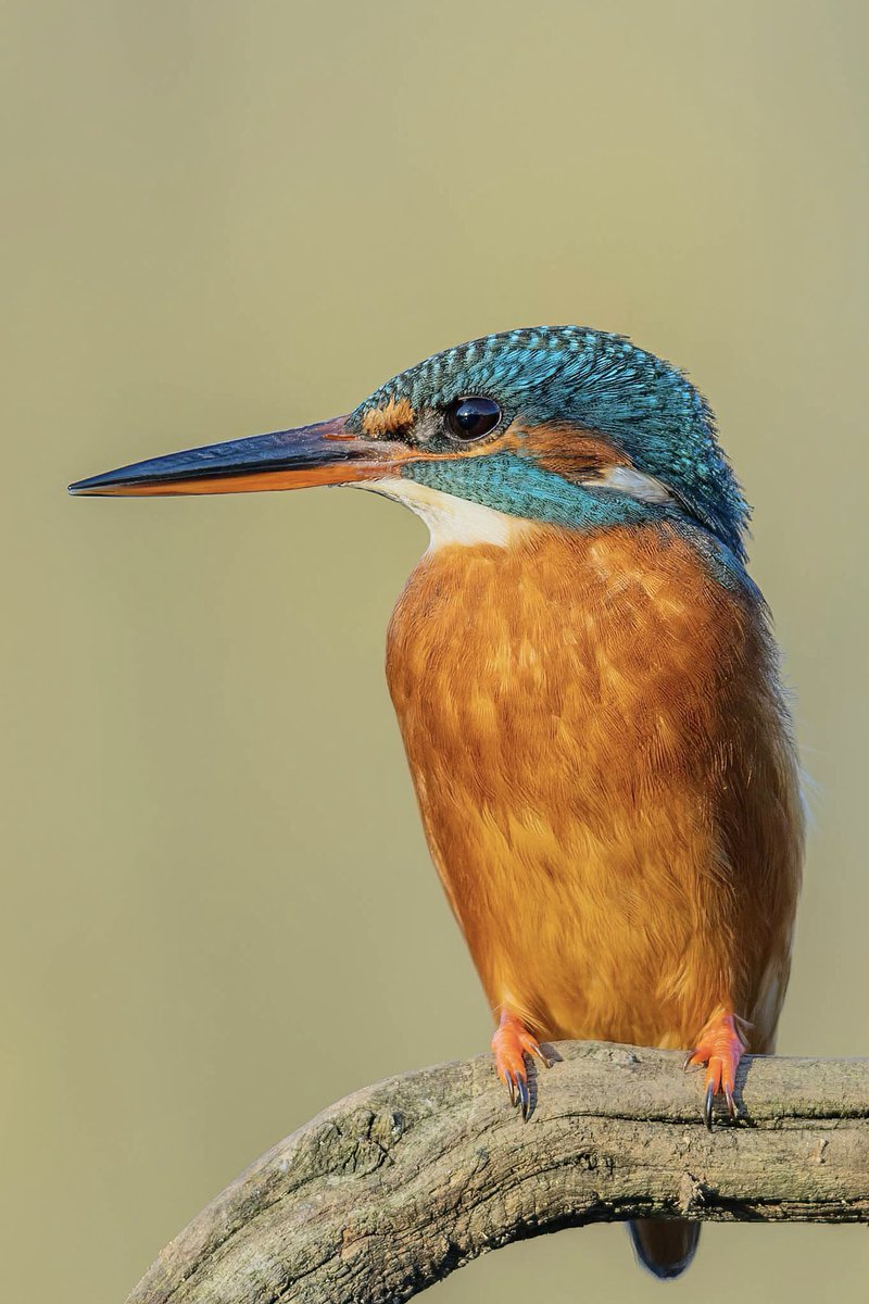 Female kingfisher. Queen of the river.