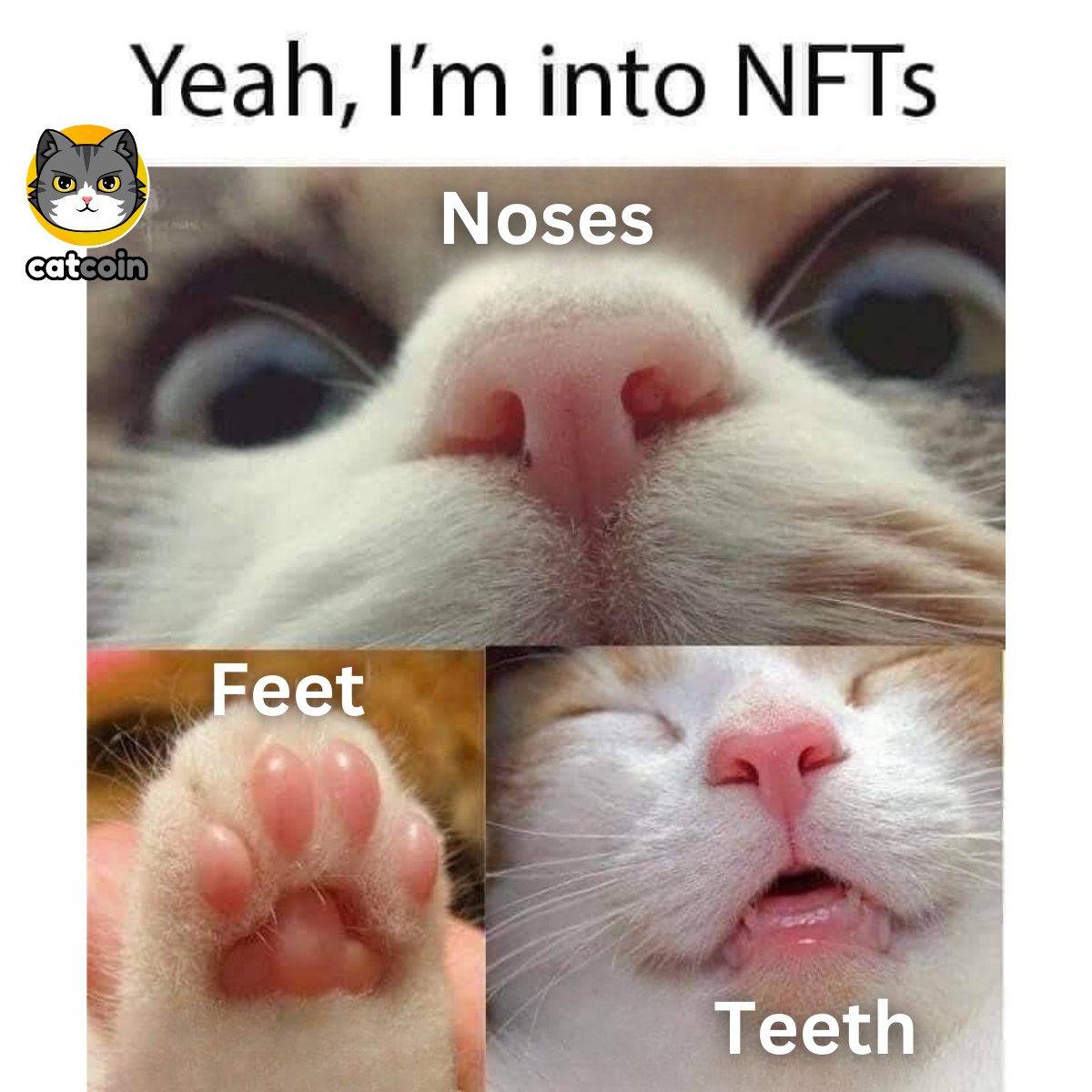 The #CatcoinArmy loves NFTs! 

#Catcoin $CATS