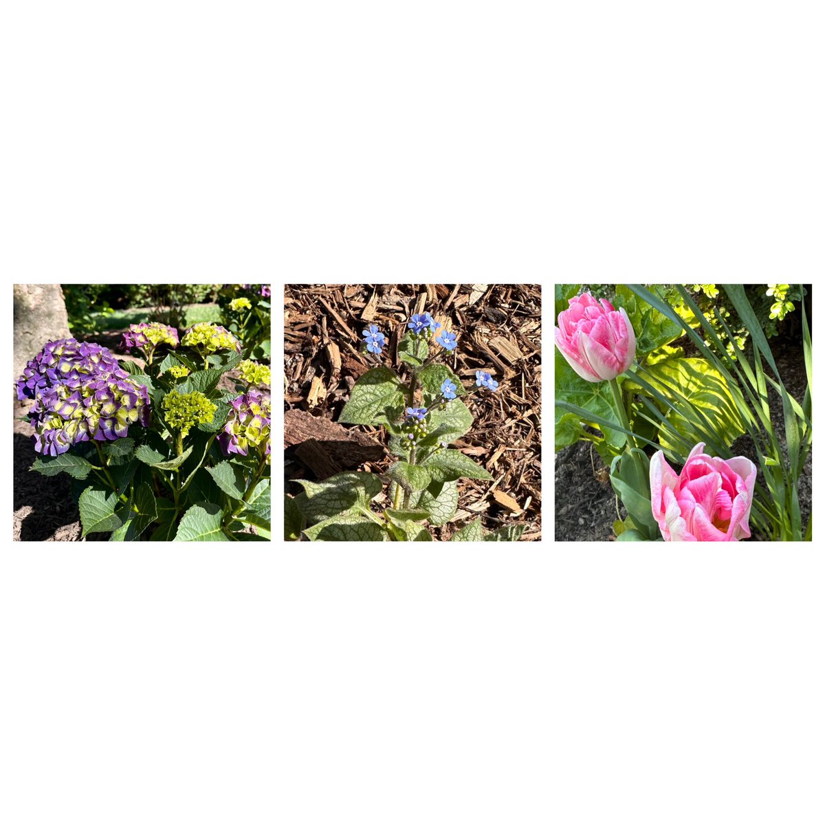 worked for hours and hours in the yard today, planting new dreamy hydrangeas, admiring tiny pulmonaria blossoms, and soaking up the brief glory moments of our tulips