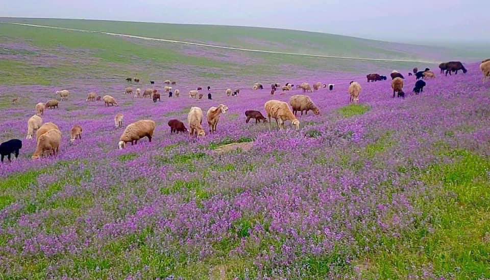 ربيع شمال افغانستان يتجدد.