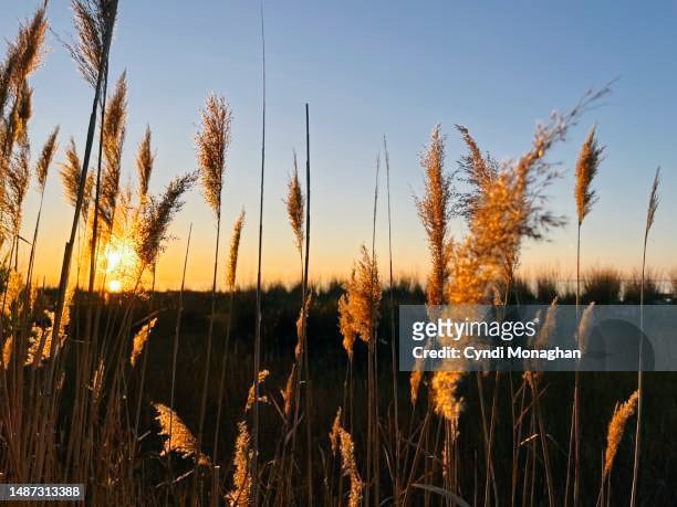 sweet notes sound from a flute
as lyrical as a soft wind
amongst swaying lithe reeds

in a tuneful Celtic air
a lively fiddle plays
with lilting uilleann pipes

in a tavern
by a glowing hearth
we lose ourselves

singing the night away
as a mystic moon fades
in a dawn sky
#vss365