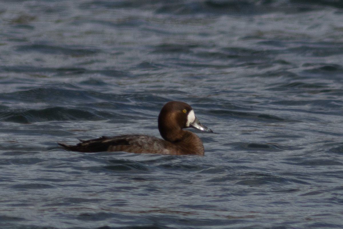 Female Scaup still at Hilfield Res today – looking almost chestnut in the sun. Present since mid Jan, but today was the first time I've seen it since mid March. #hertsbirds #londonbirds