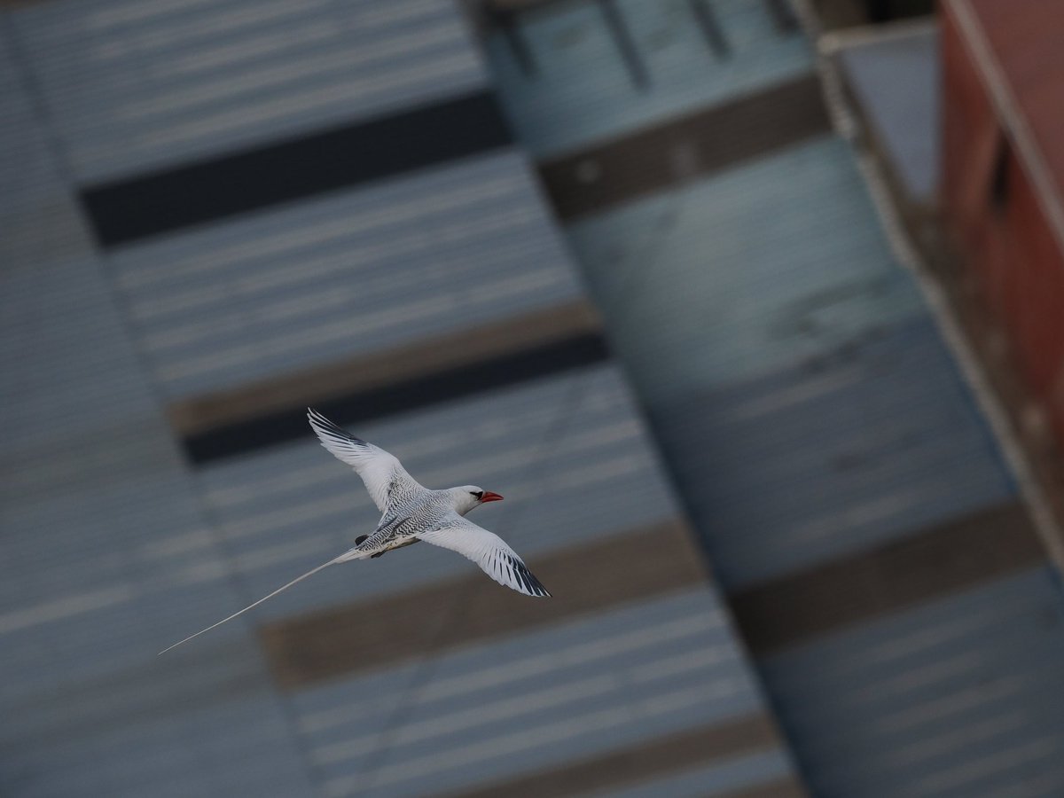 Red-billed Tropicbirds in the urban environment around Jamestown, St Helena yesterday looking stunning in the late afternoon light from Jacobs Ladder. #OM1 #SuperSeabirdSunday #SaintHelena