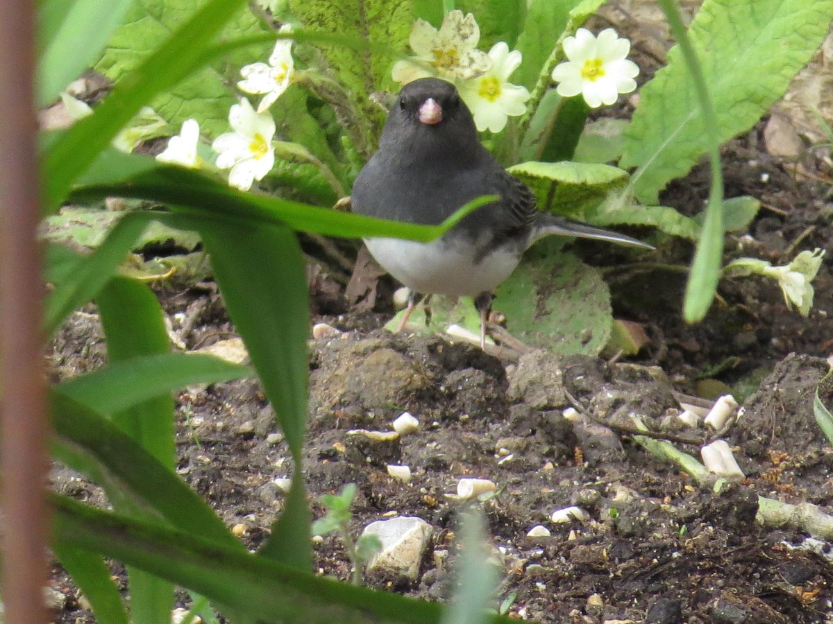 Wey hey 💥 UK life ✅418 with great views of the Dark-eyed Junco today in Dorset. Seen with Karen @hobbylovinglife Karen @karenheath62 and Kev @kev07713 good to catch up with Wayne @WayneGlossop2 too.
