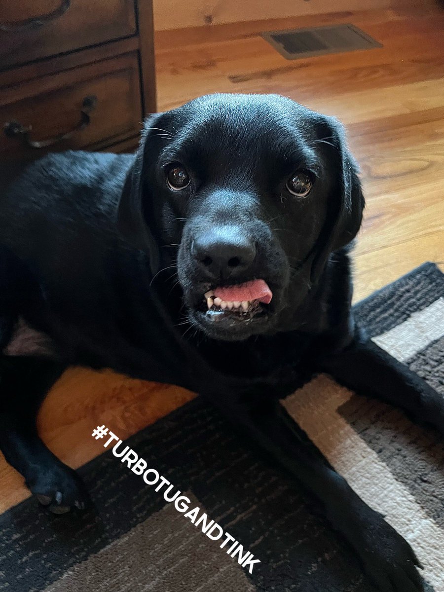 TINK:  Happy SunYay!! Looky what I do with my tongue! Can you do this too?!🤓😂 Sending lots of licks & lovies!🐾🥳😘
#bethelove #DogsAreFamily #dogsarelove #labradorable #TurboTugandTink