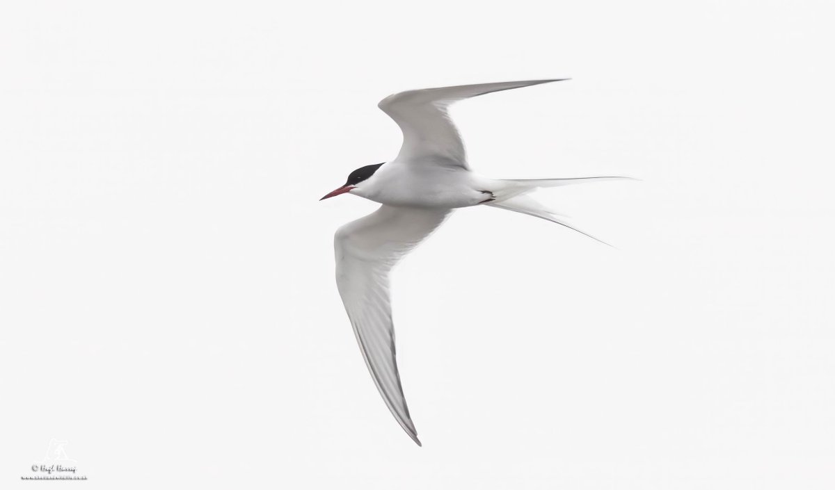Spring has sprung : Shetland's earliest-ever Arctic Terns - known here as 'Tirricks' - were at Grutness beach this afternoon. Here's one of the duo. Previous earliest record was 18th April.