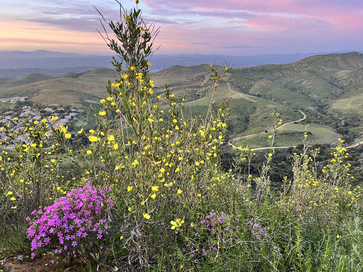 Here’s some good news for Sunday… the wildflowers in SoCal are starting to pop! Please enjoy responsibly. See you on the trails! #optoutside