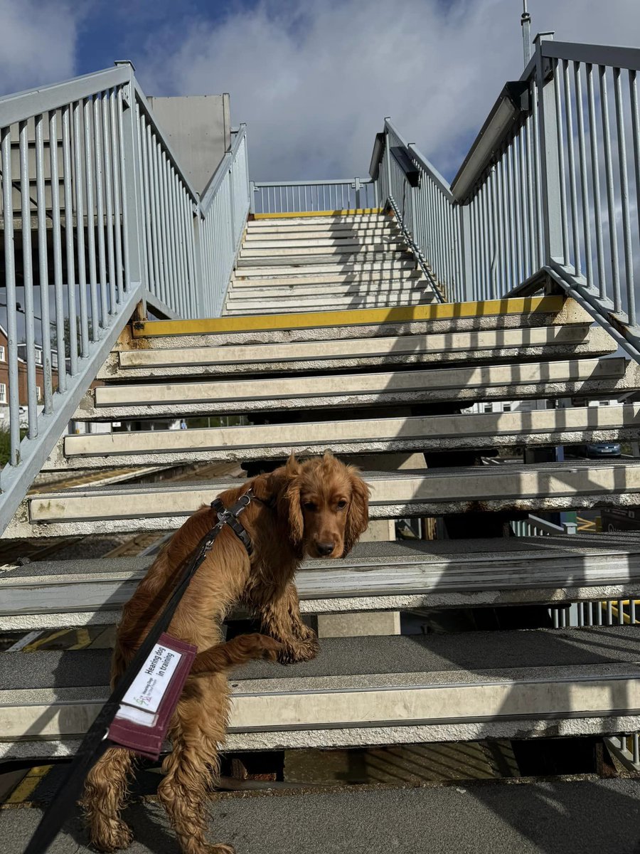 HearingDogs's tweet image. Libby has been exploring the train station and taking in lots of new sights and sounds as part of the second stage of her puppy training - the Puppy 2 Star ⭐⭐

To make sure our pups are comfortable when out in public, everything is done in stages to build their conidence.