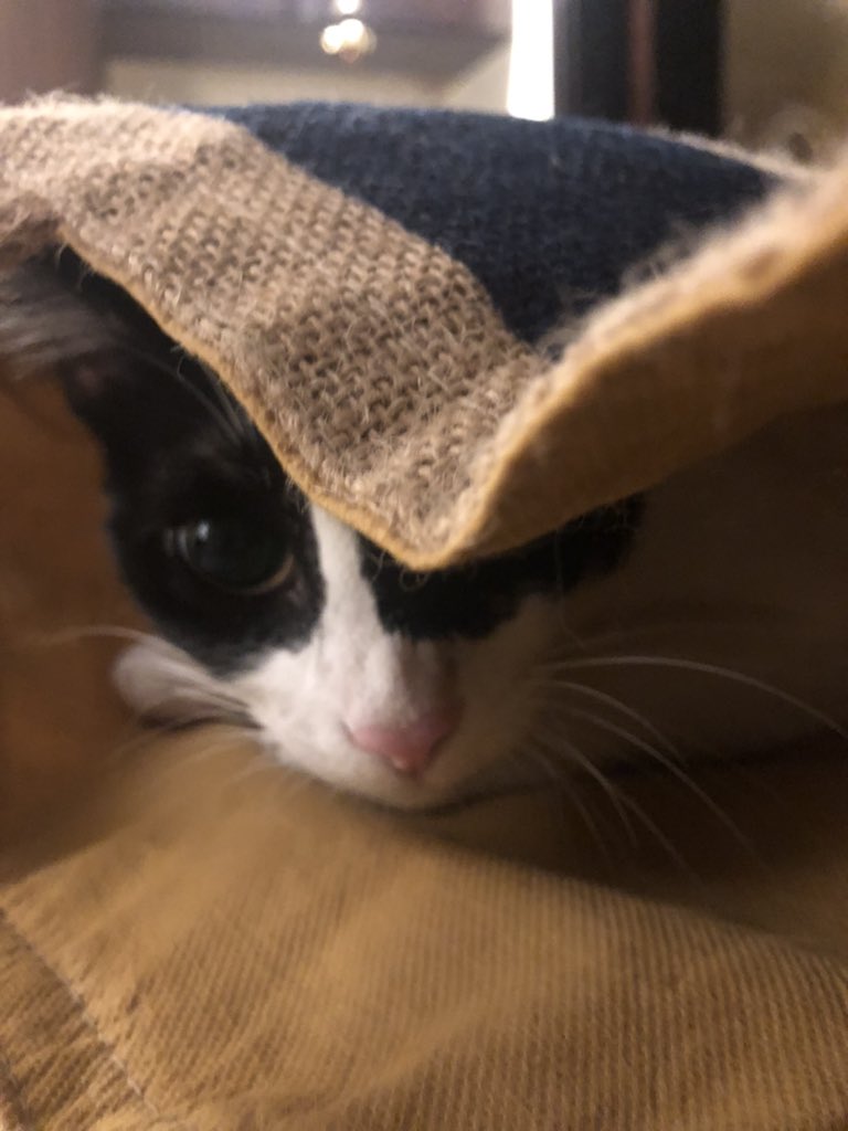 oh to be a kitty hiding in a bag