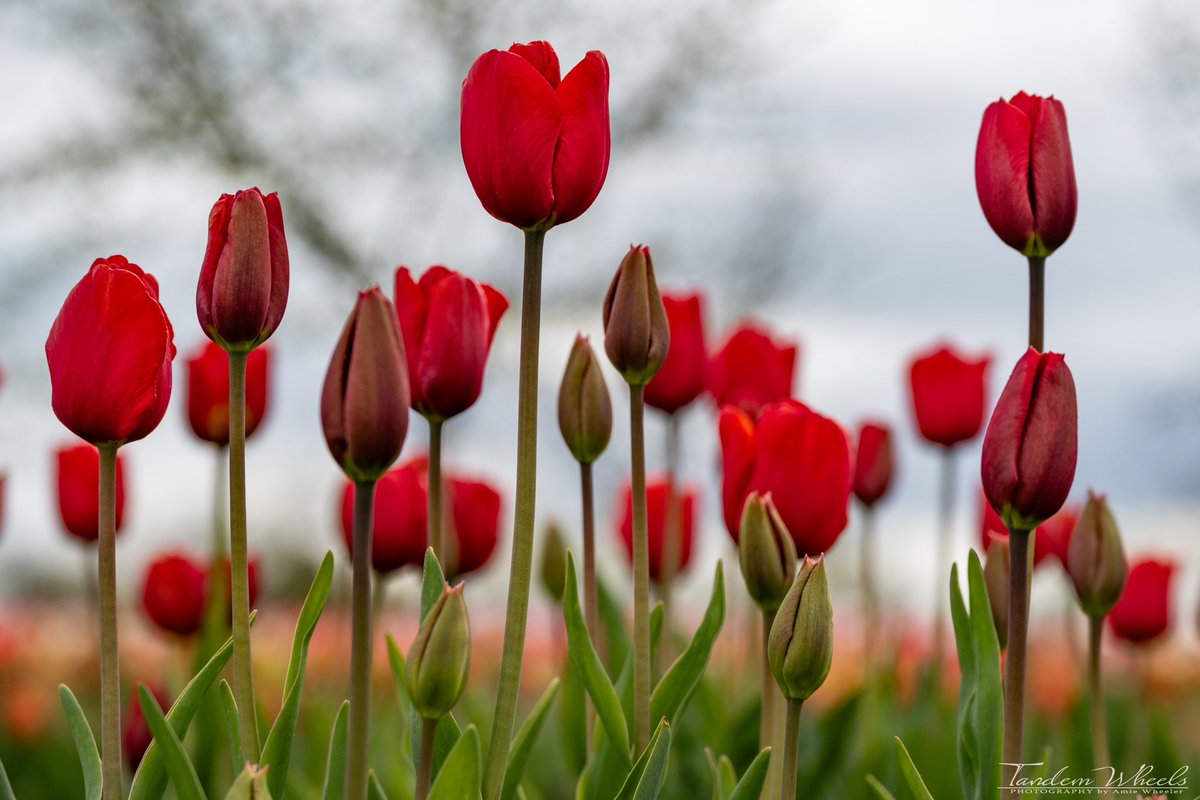 Bold Reds

Some stunning red tulips in the evening light, with a beautiful gray hue.

#pnw #sonorthwest #wawx #tulips
#SkagitTulips #ThePhotoHour