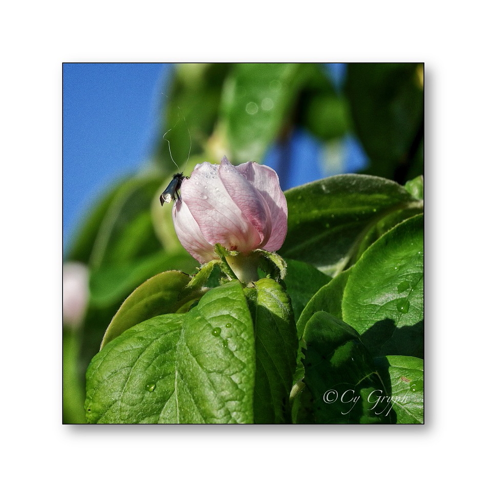 De retour après une interruption de connexion 🙄 
Ce matin, j'ai 📷qqs fleurs du jardin au soleil matinal 😁

Fleur de cognassier avec un insecte aux antennes délirantes : Une Adèle verdoyante (Adela reaumurella).
C'est un mâle 😂

#Bretagne #Morbihan #Nature #NaturePhotography