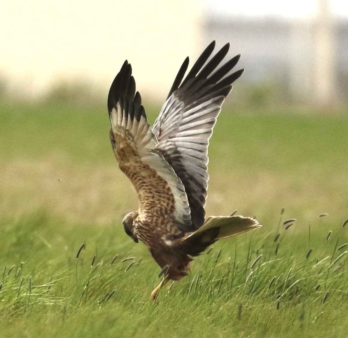 The Pounce: Marsh Harrier closing in on its prey. @_BTO