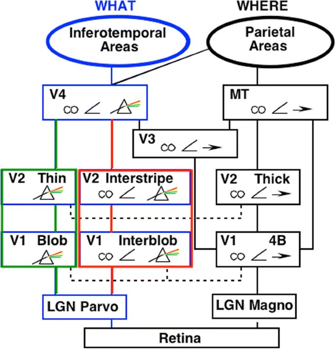 Is anyone familar with Stephen Grossberg's 'Adaptive Resonance Theory' of mind and consciousness? link.springer.com/article/10.375… It reminds me of Friston's model somewhat, but with key differences e.g. no prediction errors