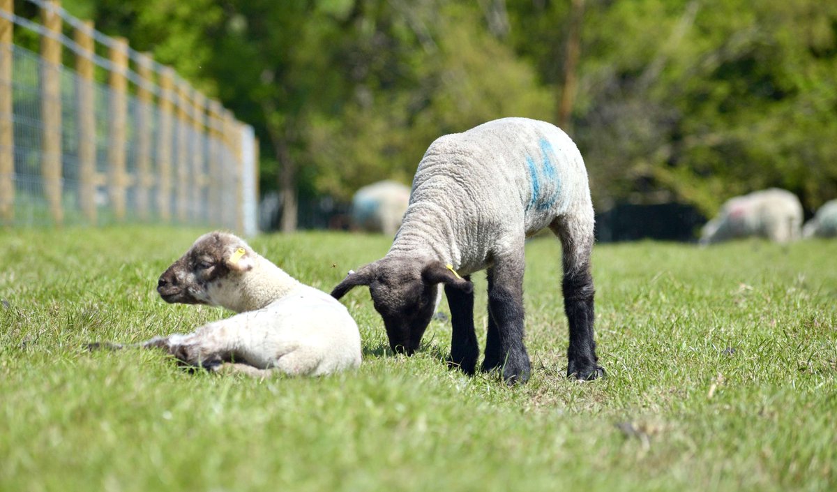 Woodlands Farm Trust is hosting its annual lambing day next Sunday April 14. See new-born lambs & browse a selection of local produce. As well as tractor rides (weather permitting) Adult £2, child £1, family (2 adults and 3 children) £5 @woodlandsft southlondon.co.uk/lifestyle/even…