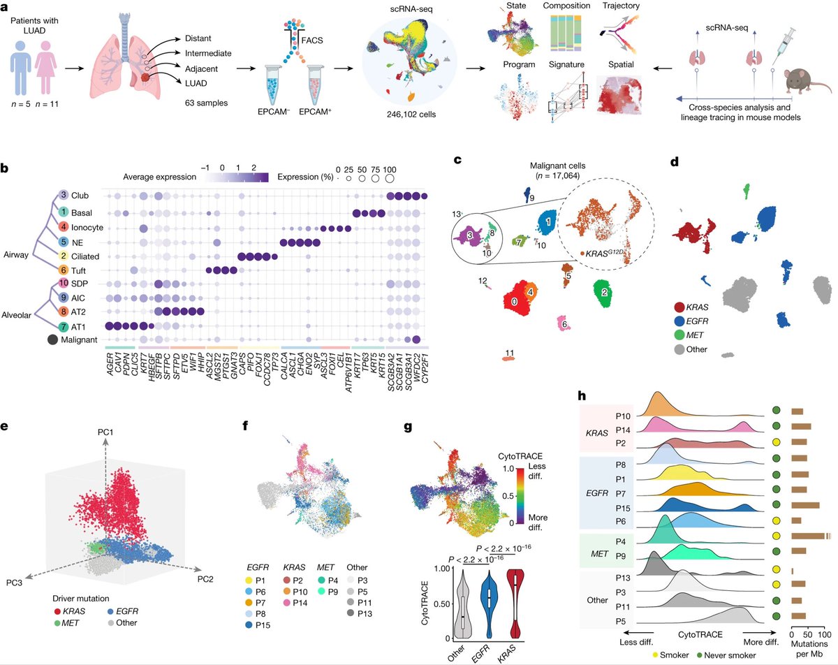 Great first talk at #AACR24 opening plenary session on single cell & spatial omics and their power to understand cancer. ICYMI check our recent @nature paper how an atlas we generated of lung epithelial cells led us to identify #lungcancer progenitors nature.com/articles/s4158…