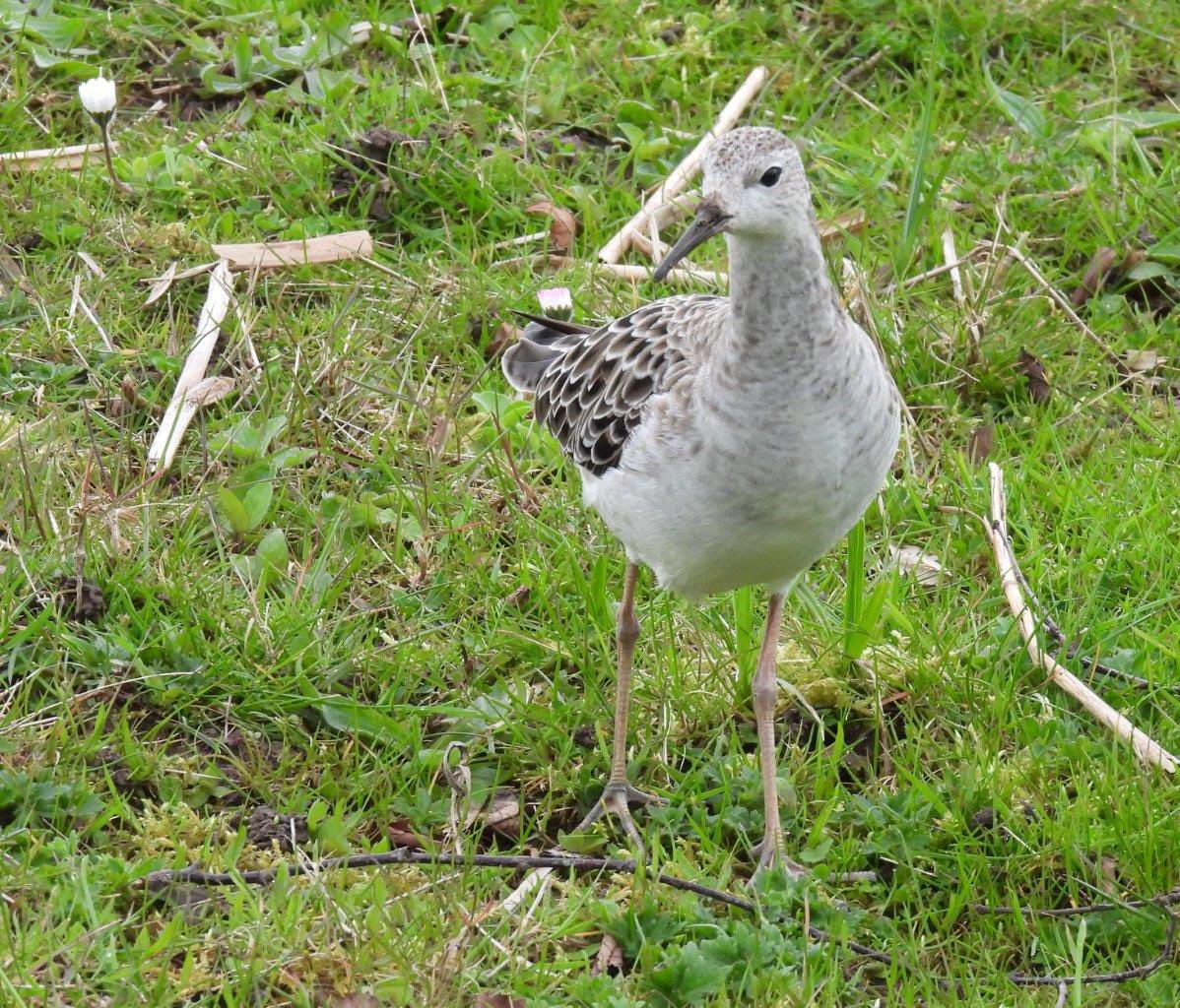 This Ruff showed really well from Martin Smith Hide yesterday. WWT Slimbridge. @slimbridge_wild @WWTSlimbridge @WWTworldwide @gloswildlife