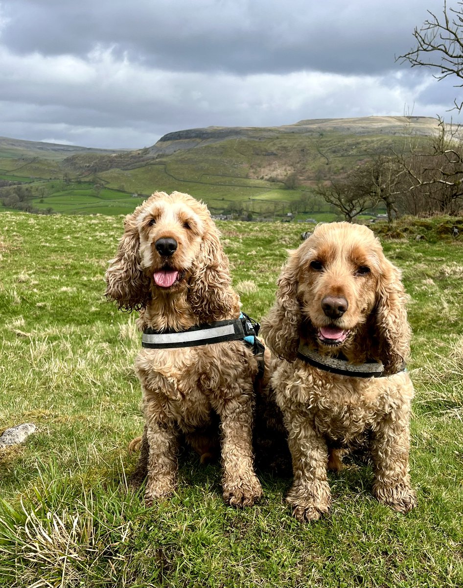 Joe & Hugo out enjoying the glorious countryside today 🐾🐾
#YorkshireDales