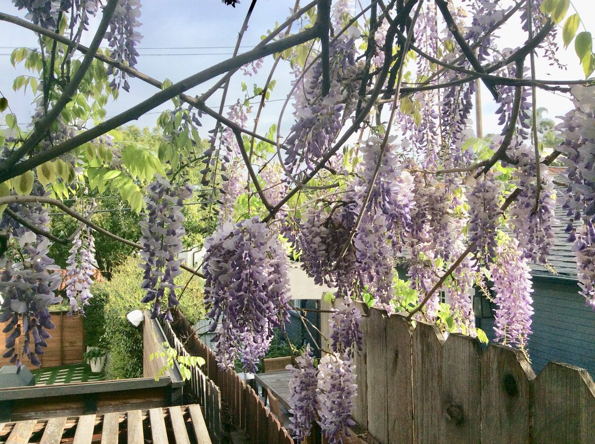 Hard to believe I planted this wisteria 30 years ago and in return it announces spring each year with its glorious colors.