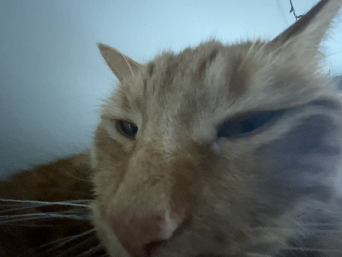 zukodacat's tweet photo. He hates the paparazzi https://t.co/vwLfpreNe6