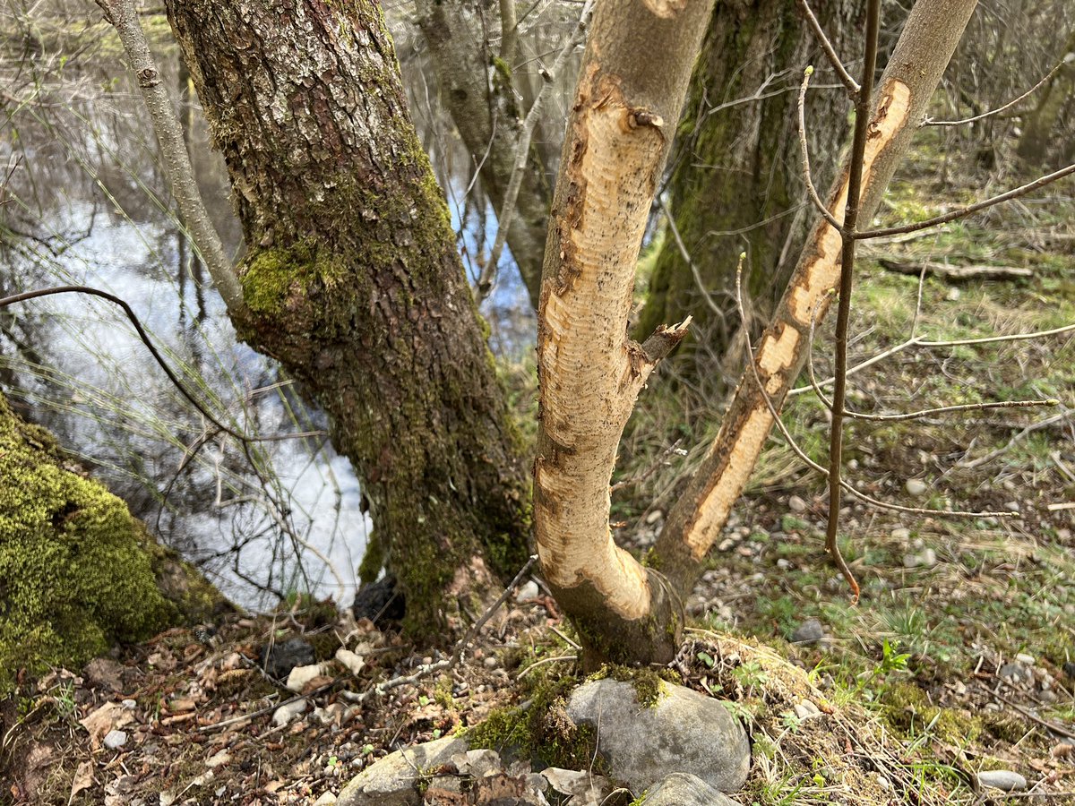 Now this doesn’t look like much, but I wouldn’t have been able to see this by my home in the Cairngorms a year ago, before I went travelling. My first wild beaver 🦫 signs in the neighbourhood! Recently reintroduced in Strathspey. Awesome!