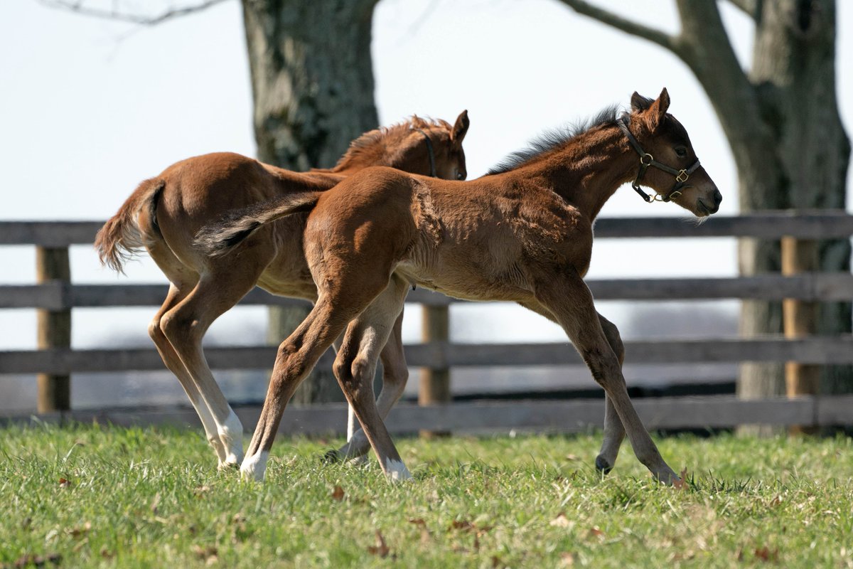 And they're off! 🏇 Future racing stars strutting their stuff
.
.
📸: GOLDEN PAL filly out of WINDRACER (chestnut) and CONSTITUTION filly out of ZENA CROWN (bay) #Storkstreet #bredandraised #horseracing #Thoroughbreds