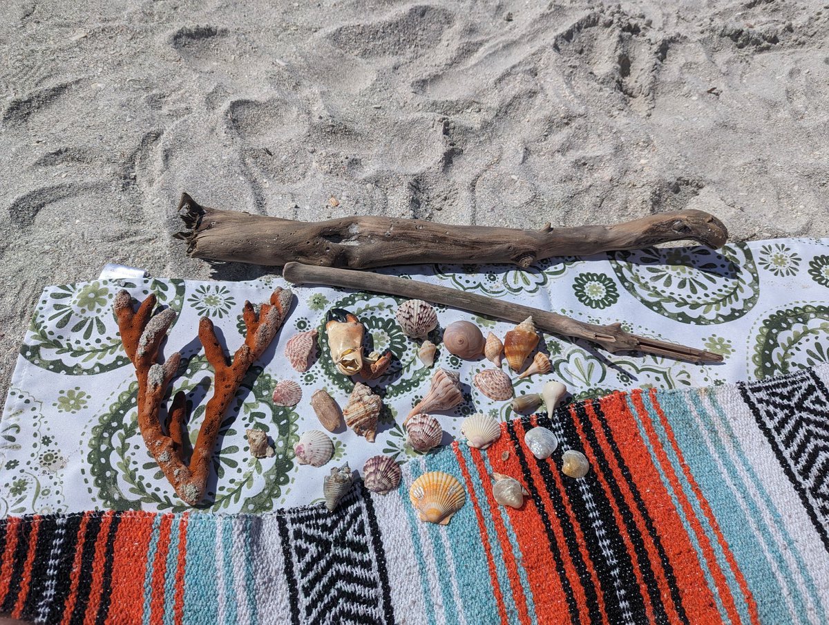 crferrie's tweet image. Enjoyed a day at the beach shelling and picking up fishing line! @cleanify_vet #VeB3TR #Sanibel #SustainableActions