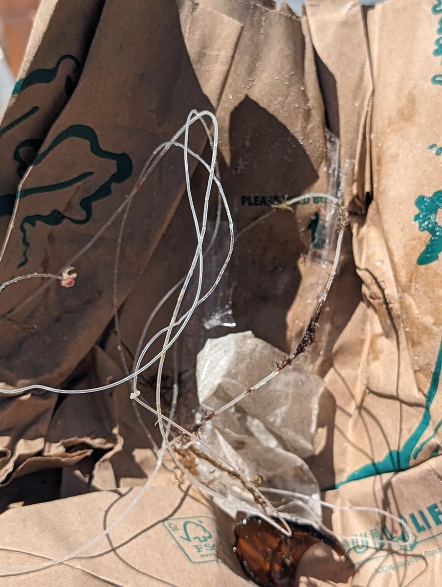 crferrie's tweet image. Enjoyed a day at the beach shelling and picking up fishing line! @cleanify_vet #VeB3TR #Sanibel #SustainableActions