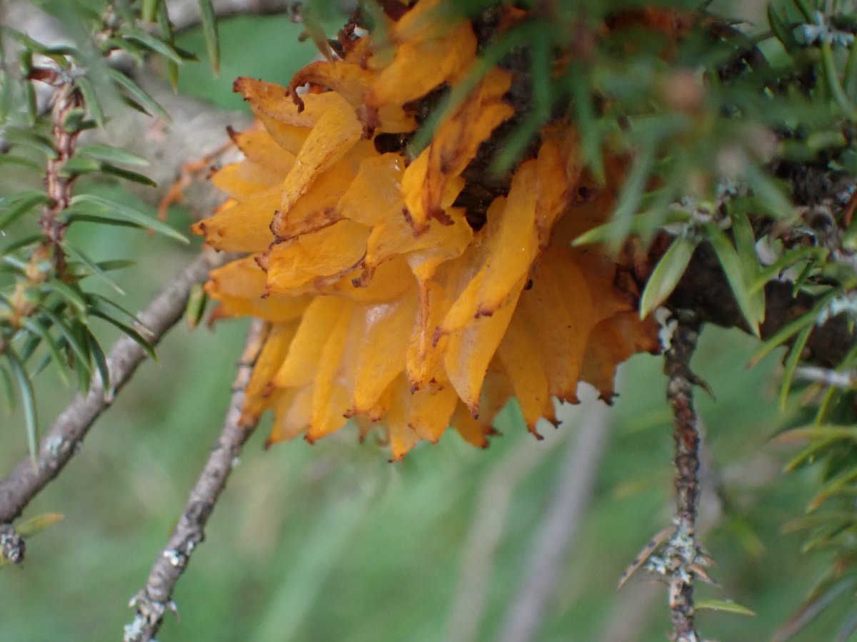 An exceptional display of Juniper Rust (Gymnosporangium clavariiforme) on just about every Juniper (Juniperus comunis) round the east end of Goose Green at Bawsinch NR @ScotWildlife yesterday. Clearly loving all the rain. @scotfun @EdinburghNats