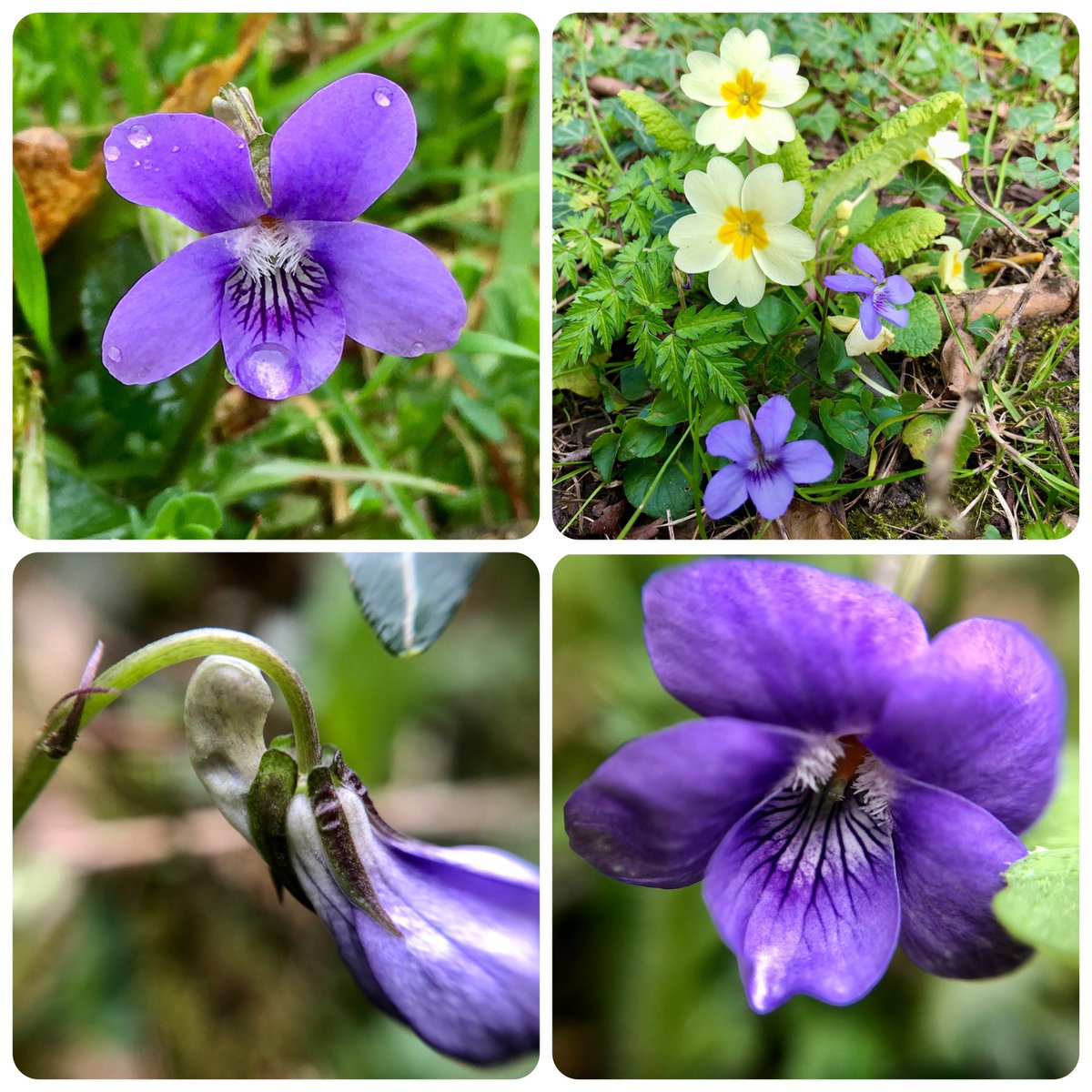 On my walk, I dodged the showers in search of violets for #wildflowerhour. Common Dog-violets are now in bloom, forming pretty posies with the Primroses. I especially love the delicate little branched markings on the lower petal, so beautiful! #VioletChallenge 💜