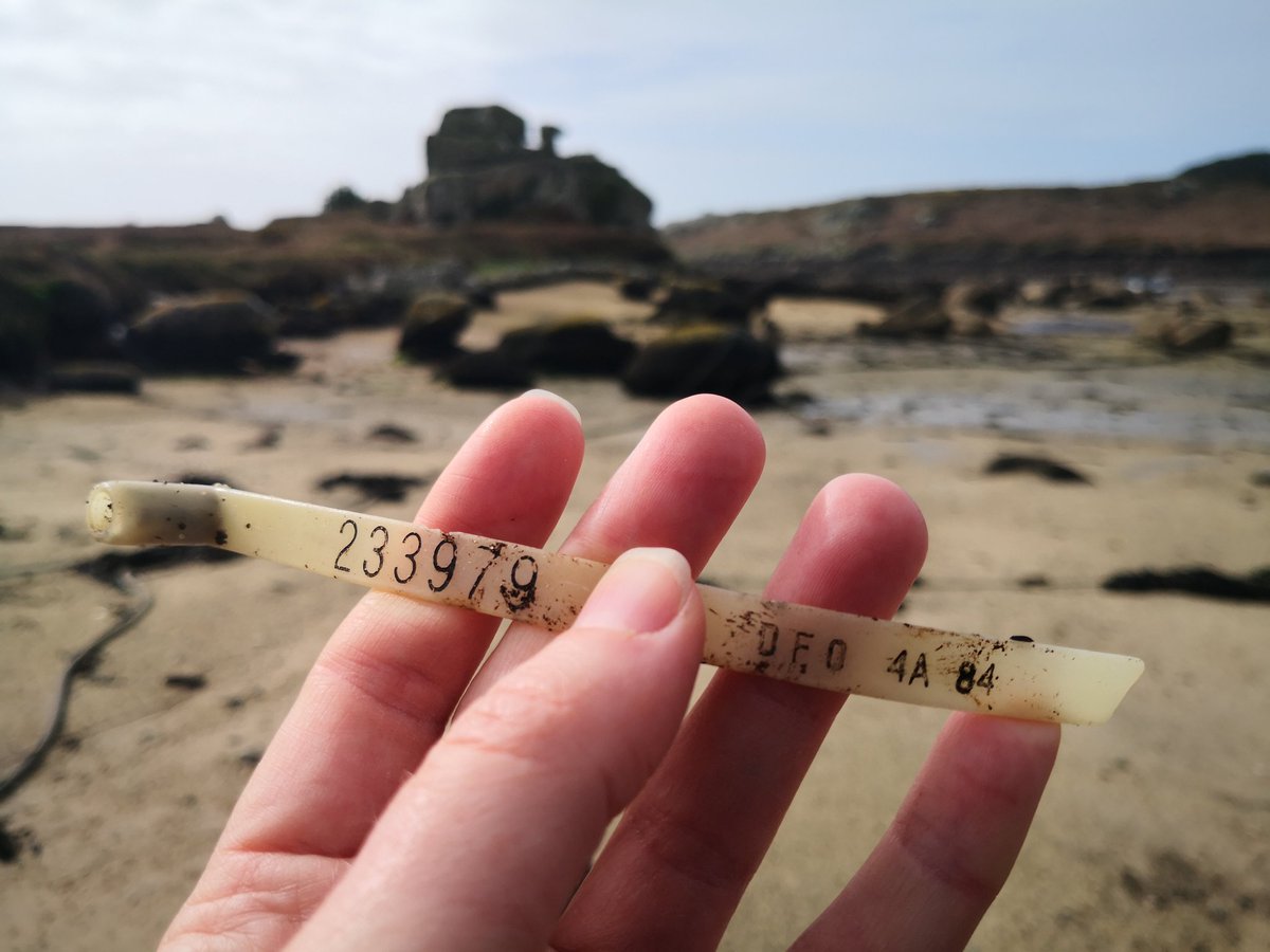 Found today on a #Scilly beach, #UK. 🤔 Can anyone confirm if it is, as it seems, a 1984 #Canadian tag?? If so, are you able to also confirm the rough area it would have been used in? #IslandLife #OceanDrifter #CanadianFishery #OceanDetective