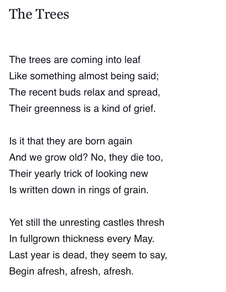 “The trees are coming into leaf Like something almost being said; The recent buds relax and spread, Their greenness is a kind of grief … Last year is dead, they seem to say, Begin afresh, afresh, afresh.” Always think of the Philip Larkin poem at this time of year 🌳
