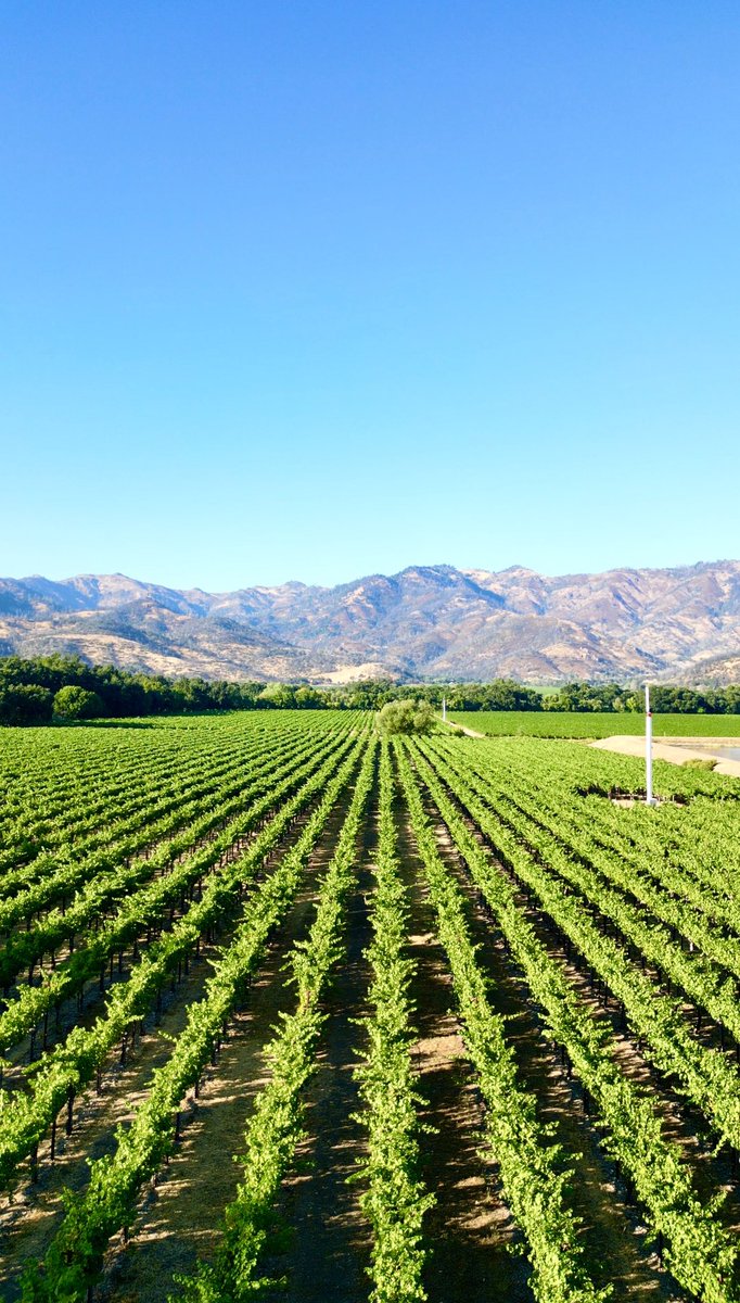 DYK that Napa Valley is sandwiched between two mountain ranges? They are the Mayacamas Mountain Range to the west and the Vaca Mountain Range to the east which is the one that can be appreciated in this pic! ⛰️🍇🍷 Pic by @WineDesTnations