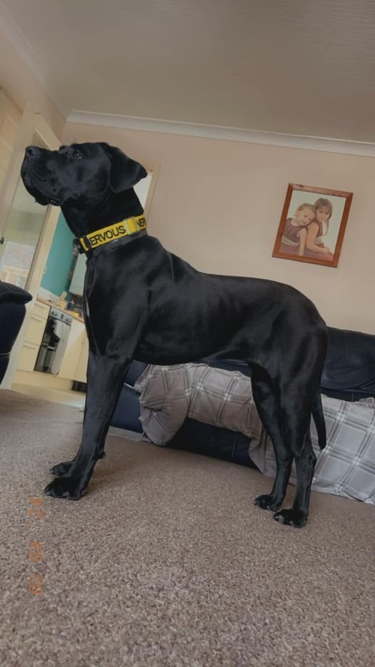 🆘6 APR 2024 #Lost BELLA #ScanMe YOUNG Black Cane Corso Female Wood End area. Celandine Road #Coventry #WestMidlands #CV2 1SX. doglost.co.uk/dog-blog.php?d…
